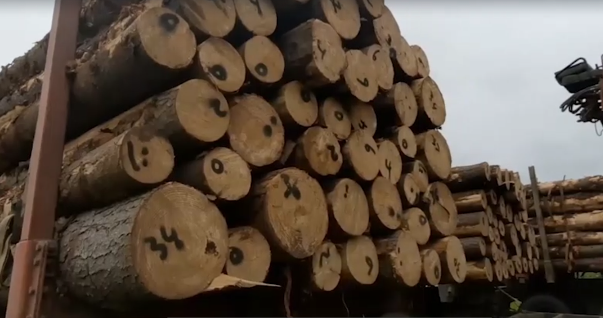 Siete empresas madereras fueron imputadas por receptación de madera robada Siete empresas madereras fueron imputadas por receptación de madera robada