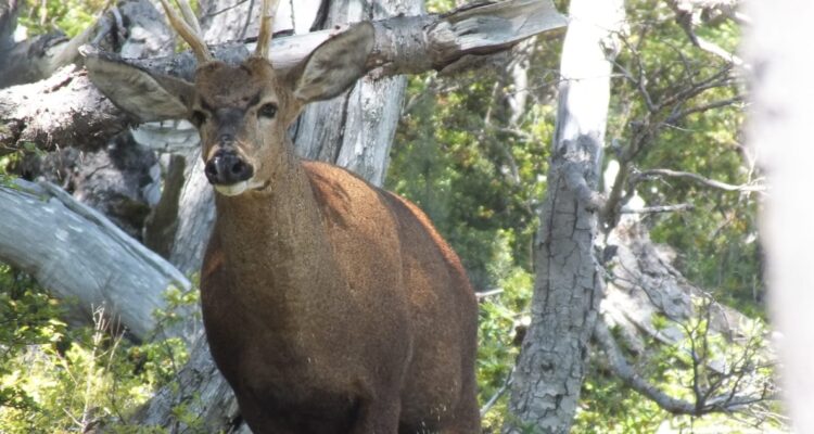 Confirman nuevas poblaciones de huemules en Reserva Futaleufú: especie está en peligro de extinción Confirman nuevas poblaciones de huemules en Reserva Futaleufú: especie está en peligro de extinción
