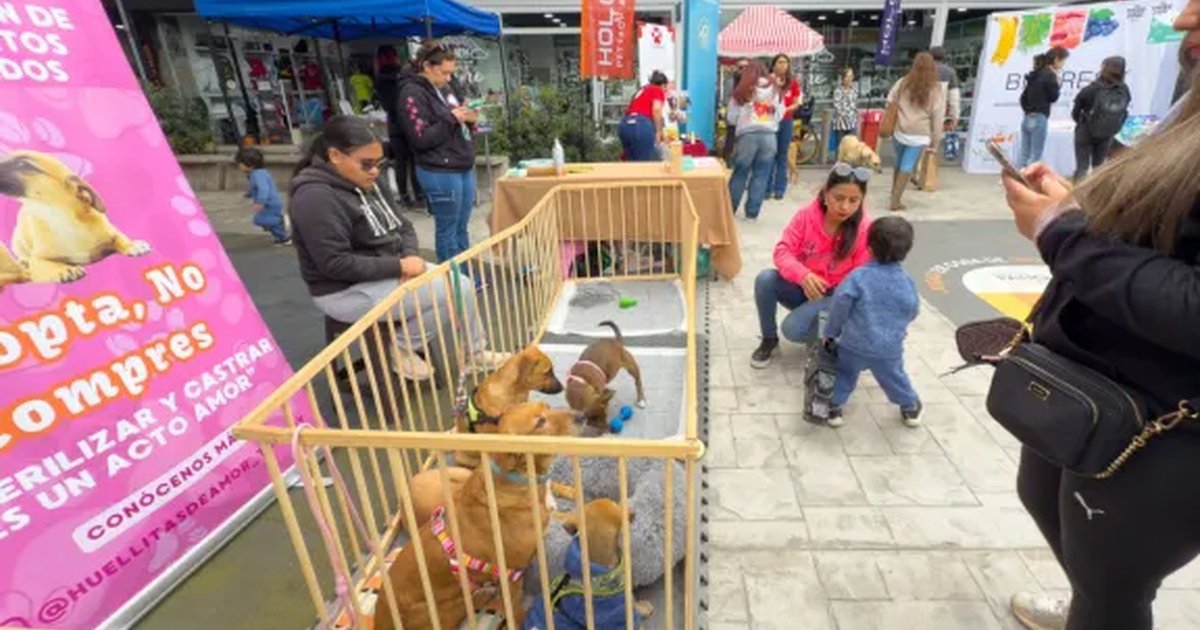 Aumentan la adopciones de animales en situación de calle en la Conurbación Aumentan la adopciones de animales en situación de calle en la Conurbación