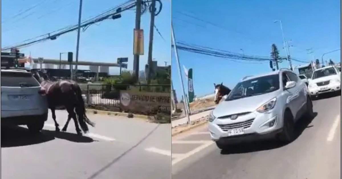 Coquimbo: Indignación por conductor que arrastró a un caballo por Avenida La Cantera Coquimbo: Indignación por conductor que arrastró a un caballo por Avenida La Cantera