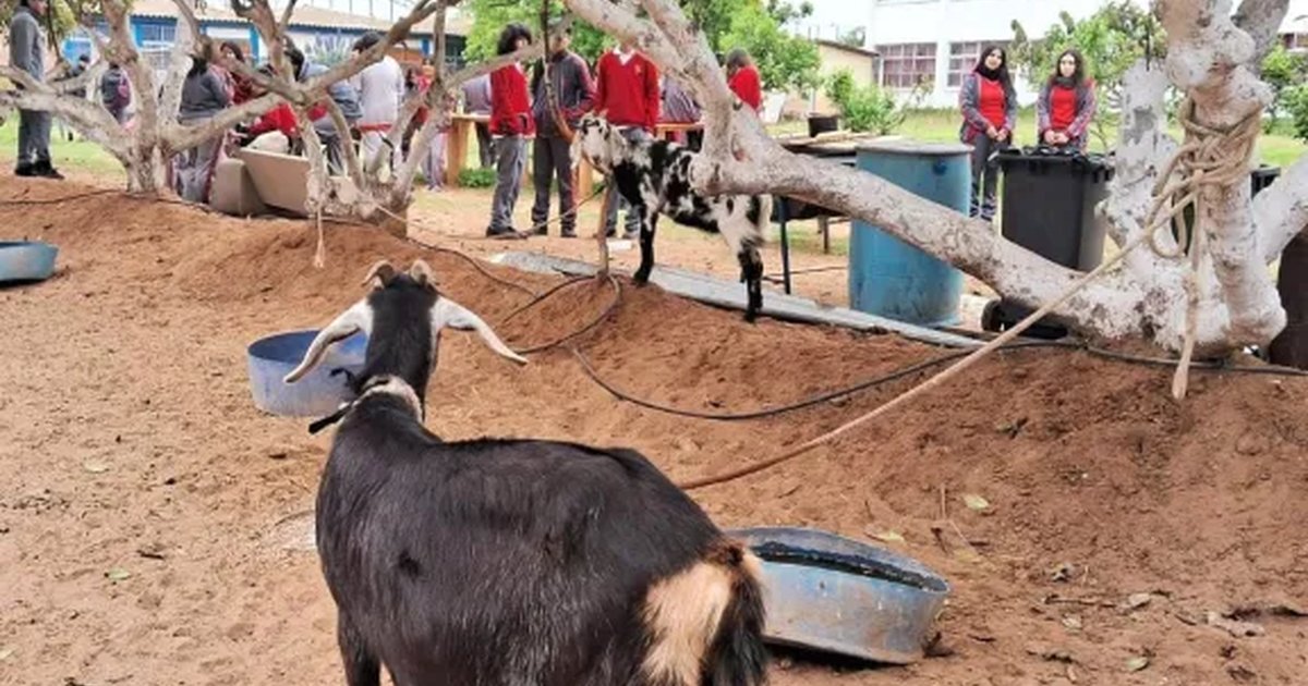 Ola de robos impacta a liceo de Tierras Blancas: incluso les han matado animales