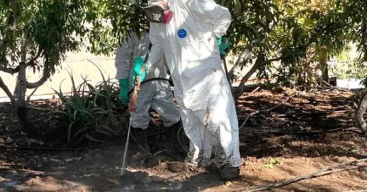 Diputados piden plan integral contra la mosca de la fruta en Monte Patria Diputados piden plan integral contra la mosca de la fruta en Monte Patria