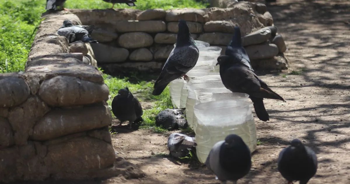 Inquietud en Ovalle por muerte inexplicada de palomas en plena plaza de armas Inquietud en Ovalle por muerte inexplicada de palomas en plena plaza de armas