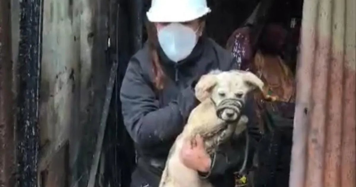 Patrulla de Rescate Animal marca un antes y un después en La Serena Patrulla de Rescate Animal marca un antes y un después en La Serena