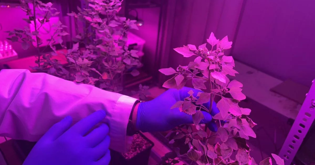 ¿Puede la quinoa ayudar a recuperar «tierras raras» y limpiar relaves mineros? Un proyecto chileno busca la respuesta ¿Puede la quinoa ayudar a recuperar «tierras raras» y limpiar relaves mineros? Un proyecto chileno busca la respuesta