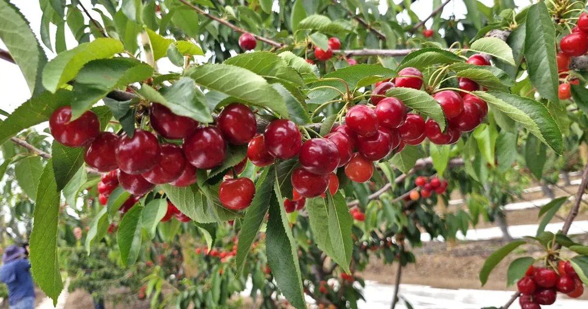 Oferta de cerezas de la región aspira a abrir nuevos mercados Oferta de cerezas de la región aspira a abrir nuevos mercados