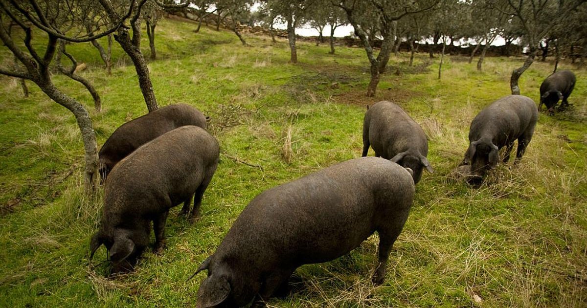 China impone aranceles de hasta el 19,8 % al cerdo europeo durante cinco años: ¿có,o afecta a España?