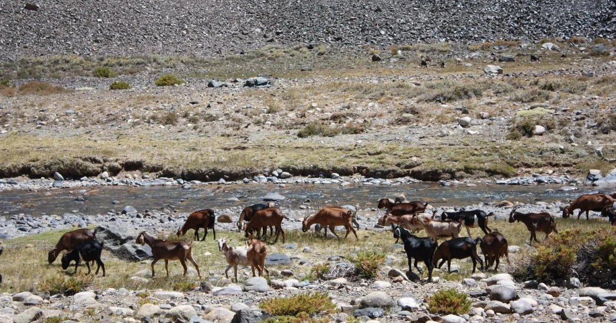 Veranadas en Argentina: crianceros de Coquimbo podrán cruzar a San Juan sin pagar tasa de ingreso