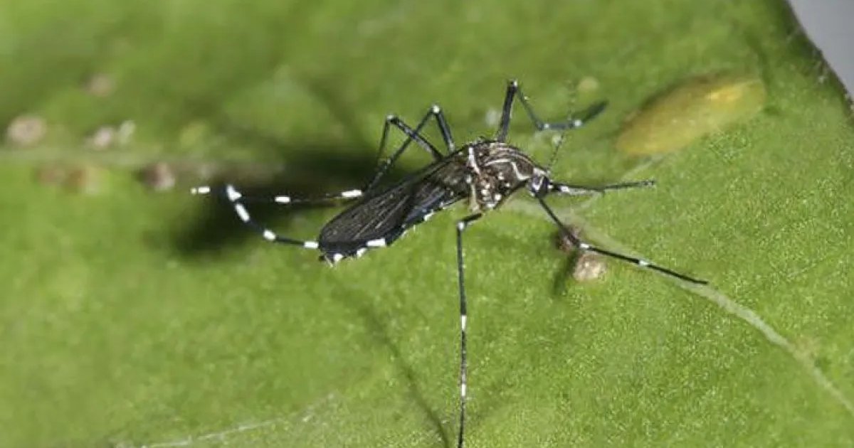 Minsal decreta alerta sanitaria desde Arica a Los Lagos por detección de mosquito que transmite dengue Minsal decreta alerta sanitaria desde Arica a Los Lagos por detección de mosquito que transmite dengue