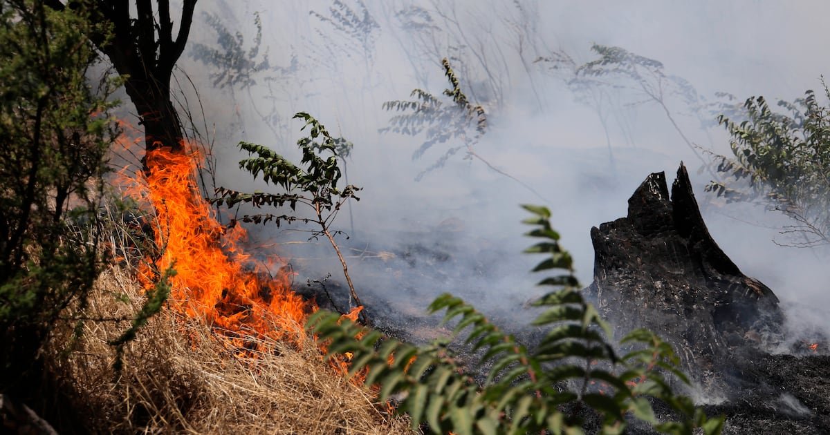 Conaf reporta incendios forestales en combate en tres regiones