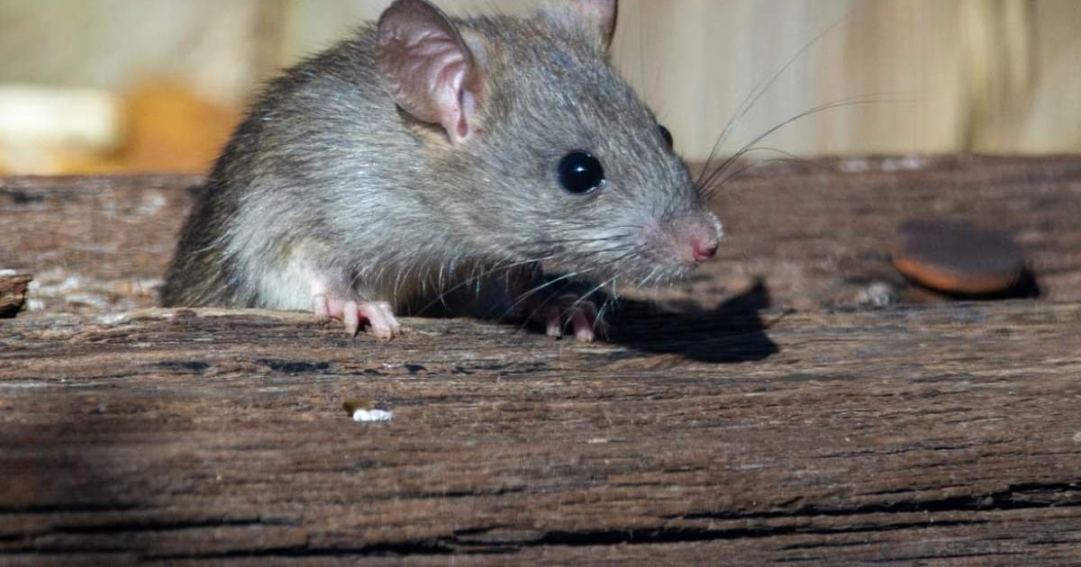 Qué es el hantavirus, la enfermedad que dejó hospitalizado a un joven de 24 años en Temuco Qué es el hantavirus, la enfermedad que dejó hospitalizado a un joven de 24 años en Temuco
