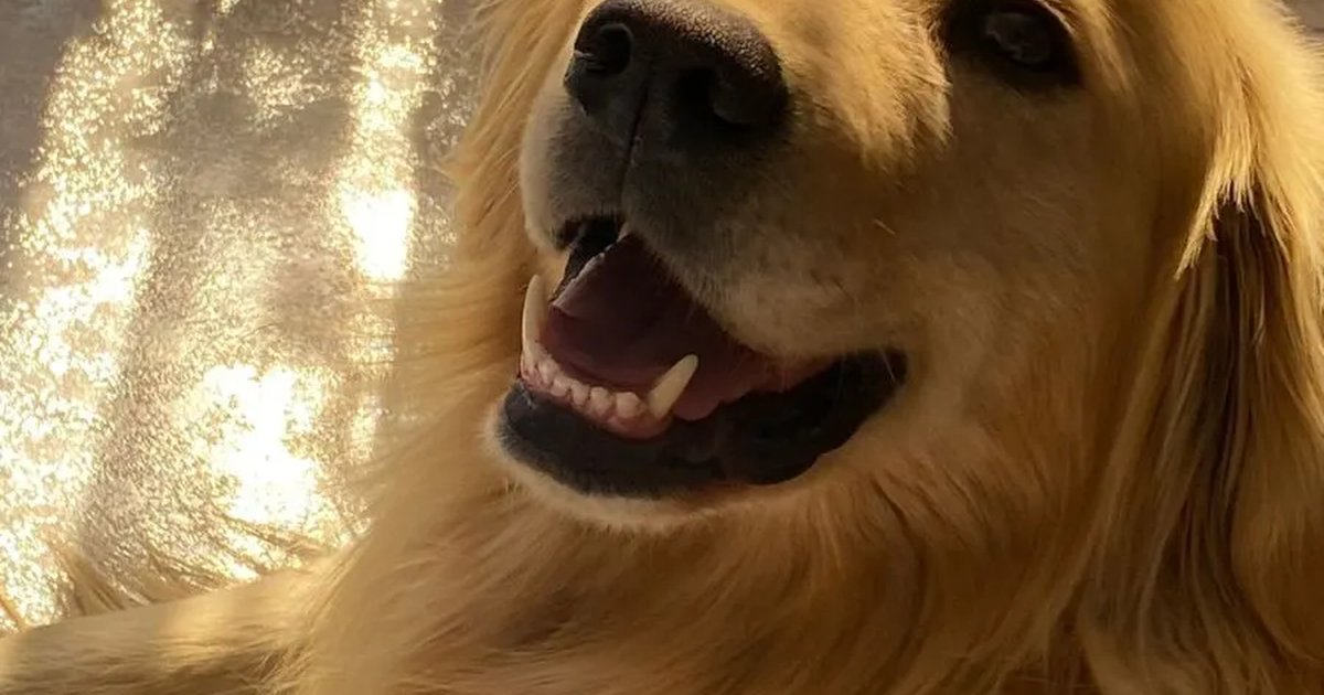 «No debería pasar por exigir justicia»: dueña de perro asesinado por vecino en Salamanca acusa amenazas «No debería pasar por exigir justicia»: dueña de perro asesinado por vecino en Salamanca acusa amenazas