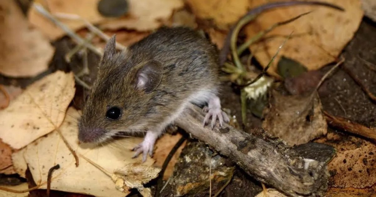 Revisa cuáles son los síntomas del Hantavirus y cómo progresa la enfermedad
