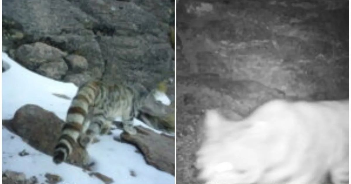 Histórico registro del gato andino en Parque Nacional Volcán Isluga, tras seis años sin avistamientos