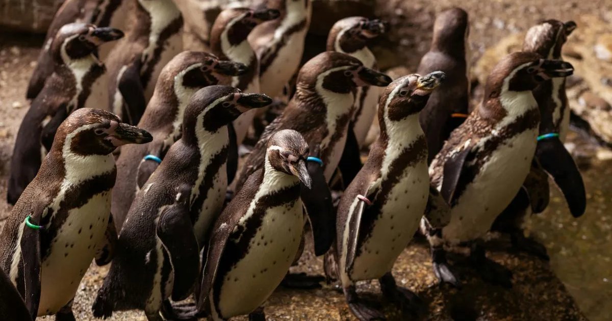 El pingüino de Humboldt ya es Monumento Natural: El rol clave de Chile en su conservación